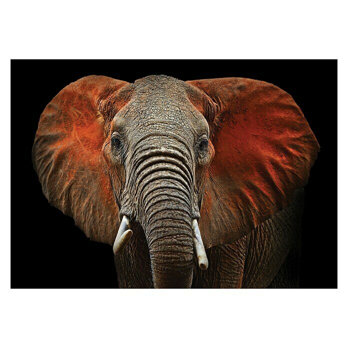 Fototapete Elefant I 