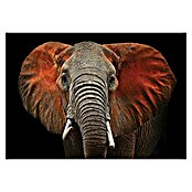 Fototapete Elefant I (312 x 219 cm, Vlies)