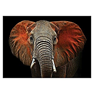 Fototapete Elefant I (B x H: 312 x 219 cm, Vlies)
