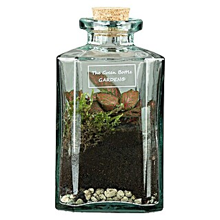 Piardino Pflanzenarrangement (1 x Glasflasche, Pflanzen, Deko)