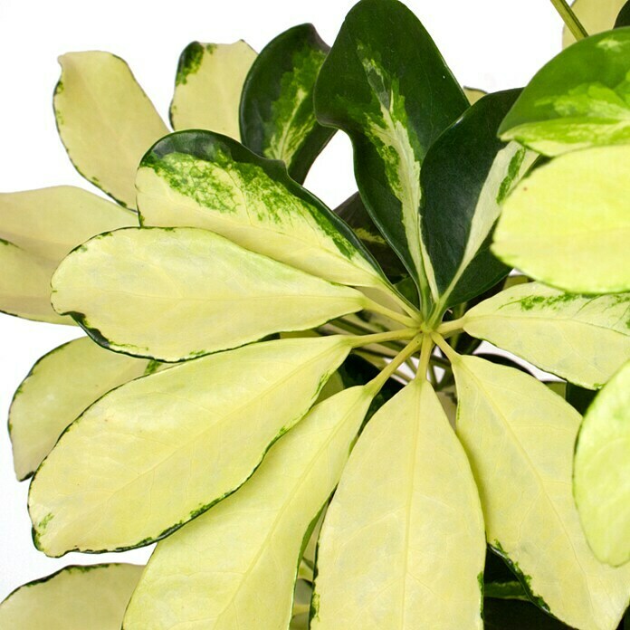 Piardino Cheflera (Schefflera arboricola Gerda, Tamaño de maceta: 13 cm, Color de la hoja: Amarillo/verde)