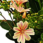 Levisia (Lewisia cotyledon, Tamaño de maceta: 13 cm, Color de flor: En función de la variedad)