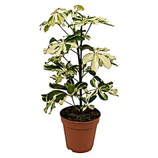 Piardino Cheflera (Schefflera arboricola Charlotte, Tamaño de maceta: 13 cm, Verde/Blanco)