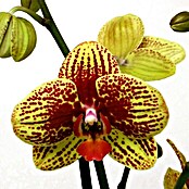 Piardino Orquídea mariposa (Phalaenopsis Hybride Beesting, Tamaño de maceta: 12 cm, 2 colores)