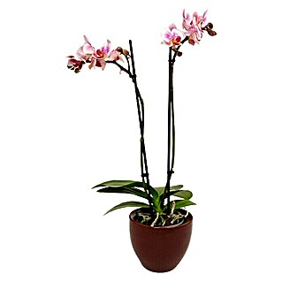 Piardino Orquídea mariposa (Phalaenopsis Hybride, Tamaño de maceta: 11 cm, Rosa oscuro, Número de brotes: 2, En posición vertical)