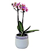 Phalaenopsis Hybriden 12 in Keramik Crem