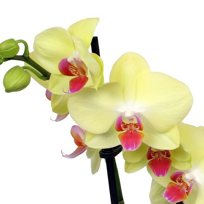 Orquídea mariposa (Phalaenopsis Hybride, Tamaño de maceta: 12 cm, Amarillo, Número de brotes: 3, Colgante, vertical)