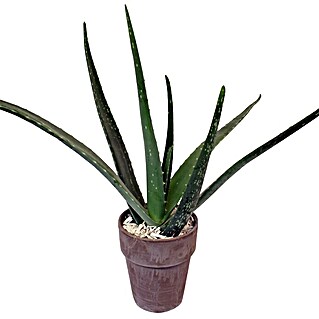 Piardino Aloe vera (Aloe Vera, Topfgröße: 11 cm)