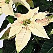Flor de Pascua Princettia (Euphorbia pulcherrima Princettia, Tamaño de maceta: 13, Color de flor: Blanco crema)