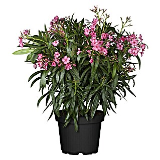 Piardino Oleander (Nerium oleander , Topfgröße: 24 cm, Blütenfarbe: Sortenabhängig)