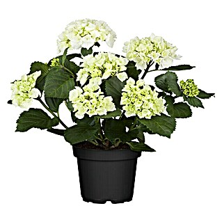 Piardino Bauernhortensie (Hydrangea macrophylla, Blütenfarbe: Weiß)
