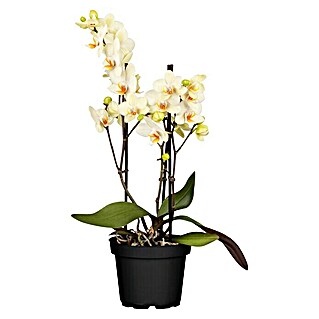 Piardino Schmetterlingsorchidee (Phalaenopsis multiflora, Topfgröße: 12 cm, Gelb, Anzahl Triebe: 2 Stk. - 3 Stk.)