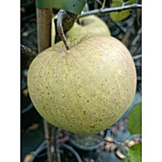 Apfelbaum Golden Delicious (Malus domestica Golden Delicious, Erntezeit: Oktober)