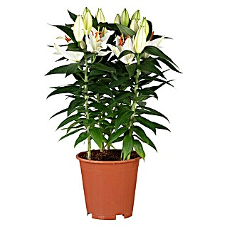 Piardino Lilie Orientalisch (Lilium Hybriden 'Oriental', Weiß)