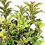Piardino Stachelblättrige Duftblüte (Osmanthus heterophyllus Tricolor, Topfgröße: 13 cm, Blattfarbe: Gelb/Grün)