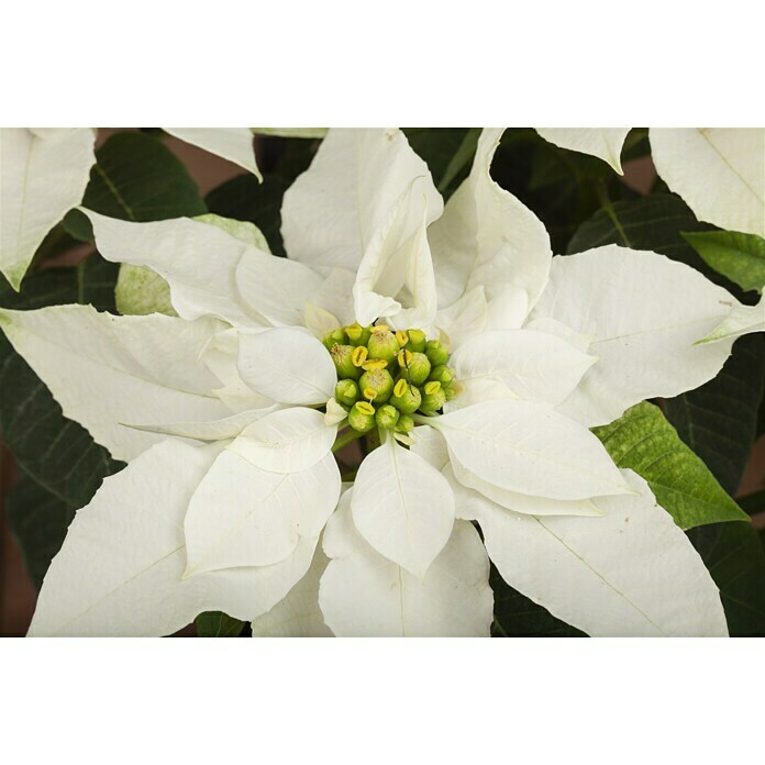 Weihnachtsstern Princettia (Topfgröße: 13, Blütenfarbe: Weiß)
