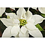 Weihnachtsstern Princettia (Topfgröße: 13, Blütenfarbe: Weiß)