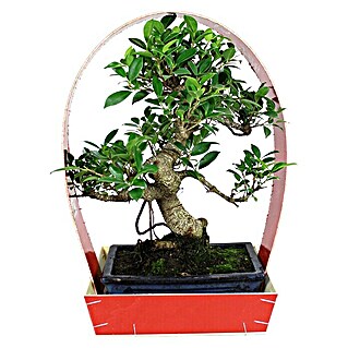 Bonsai (Ficus retusa, Tamaño de maceta: 25 cm, Verde)
