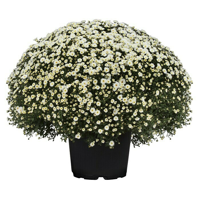 Piardino Herbst-Chrysantheme (Chrysanthemum indicum Hybride Premium, Topfgröße: 19 cm)