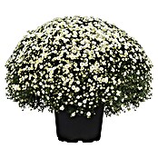 Piardino Herbst-Chrysantheme (Chrysanthemum indicum Hybride Premium, Topfgröße: 19 cm)