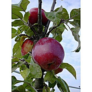 Apfelbaum Berbat Delwina (Malus domestica, Topfgröße: 5 l, Erntezeit: Ab September)