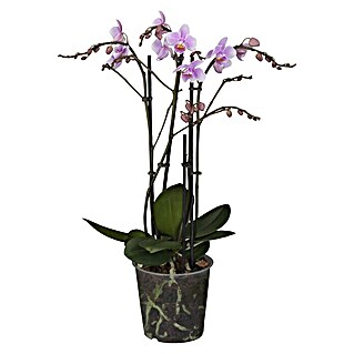 Piardino Schmetterlingsorchidee (Phalaenopsis Hybride, Topfgröße: 12 cm, Lila, Aufrecht)