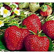 Piardino Erdbeere Sweet Mary XXL (Fragaria x ananassa , Erntezeit: Juni - Juli)
