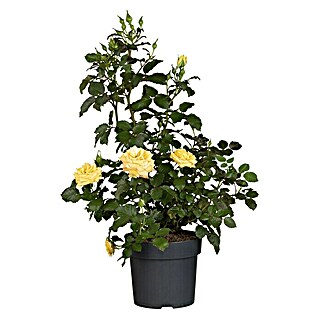 Piardino Beetrose (Rosa 'Rigo', Blütenfarbe: Sortenabhängig, Topfvolumen: 5 l)