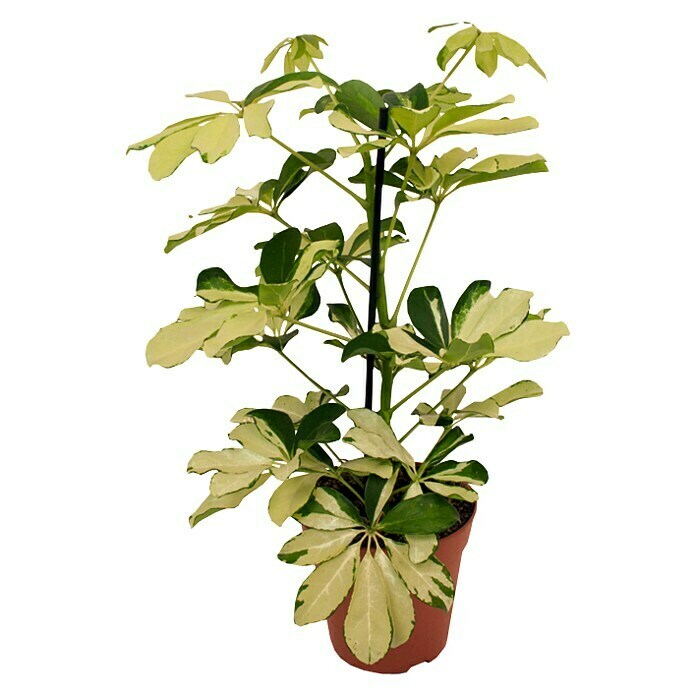 Piardino Cheflera (Schefflera arboricola Gerda, Tamaño de maceta: 13 cm, Color de la hoja: Amarillo/verde)