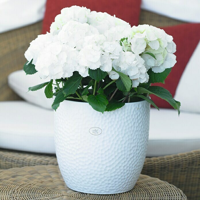 SK Tegla za cvijeće (24 x 23 cm, Bijelo, Mat, Reljefne mrežaste presvlake)