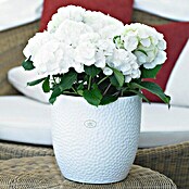 SK Tegla za cvijeće (24 x 23 cm, Bijelo, Mat, Reljefne mrežaste presvlake)