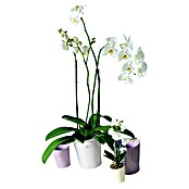 SK Tegla za orhideju Merina (Ø x V: 10 x 12 cm, Lavanda, Sjajno)