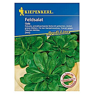 Kiepenkerl Profi-Line Salatsamen Feldsalat Gala (Valerianella locusta, Erntezeit: Ganzjährig)