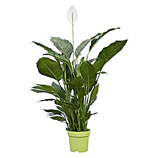 Piardino Blattfahne (Spathiphyllum floribundum, Topfgröße: 24 cm)