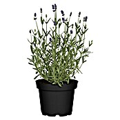 Lavendel (Lavendula angustifolium, Topfgröße: 14 cm, Blau/Lila)