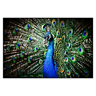 Cuadro de vidrio Peacock (Pavo real, An x Al: 90 x 60 cm)