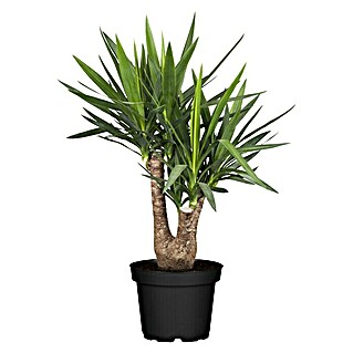 Piardino Palmlilie verzweigt (Yucca elephantipes, Topfgröße: 24 cm)