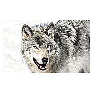 Fototapete Wolf-Tier (B x H: 312 x 219 cm, Vlies)
