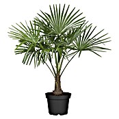 Piardino Hanfpalme (Trachycarpus fortunei, Topfgröße: 26 cm)