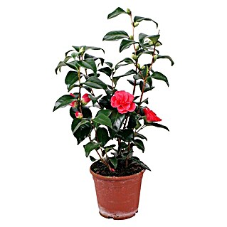 Piardino Japanische Kamelie (Camellia japonica, Topfgröße: 13 cm, Blütenfarbe: Sortenabhängig)