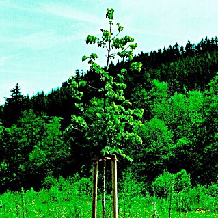 Potporanj za stablo (80 mm x 150 cm, Bor)
