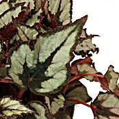 Begonia de hoja (Begonia Rex, Tamaño de maceta: 13 cm, Estampado multicolor)