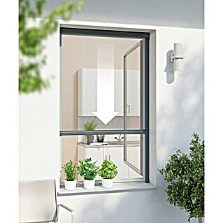 Windhager Insektenschutz-Fensterrollo Plus (100 x 160 cm, Anthrazit, Klebebefestigung)