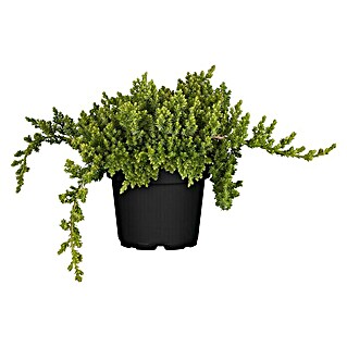 Piardino Kriechwacholder Nana (Juniperus procumbens 'Nana')