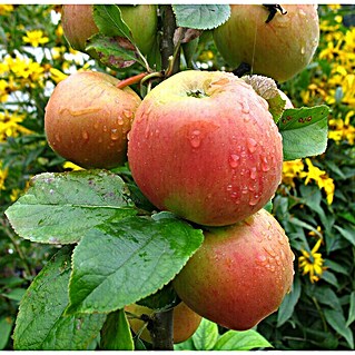 Apfelbaum Rote Goldparmäne (Malus domestica Rote Goldparmäne, Topfgröße: 10 l, Erntezeit: September - Oktober)