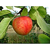 Apfelbaum Cox Orangenrenette (Malus domestica Cox Orangenrenettte, Erntezeit: Ab September)
