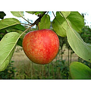 Apfelbaum Cox Orangenrenette (Malus domestica Cox Orangenrenettte, Erntezeit: September)