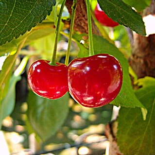 Sauerkirschbaum Ungarische Traubige (Prunus cerasus, Erntezeit: Juli)