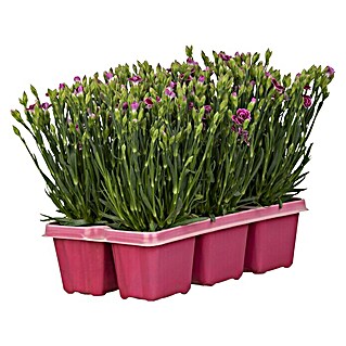 Piardino Gartennelke 6er Tray (Dianthus caryophyllus 'Pink Kisses', Blütenfarbe: Sortenabhängig)