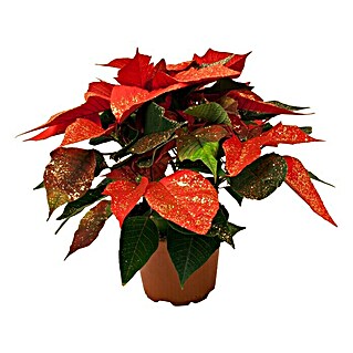 Piardino Weihnachtsstern (Euphorbia pulcherrima, Rot/Goldglitter, Topfgröße: 11 cm)